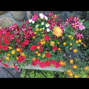 Meet your Posher, Suzanne